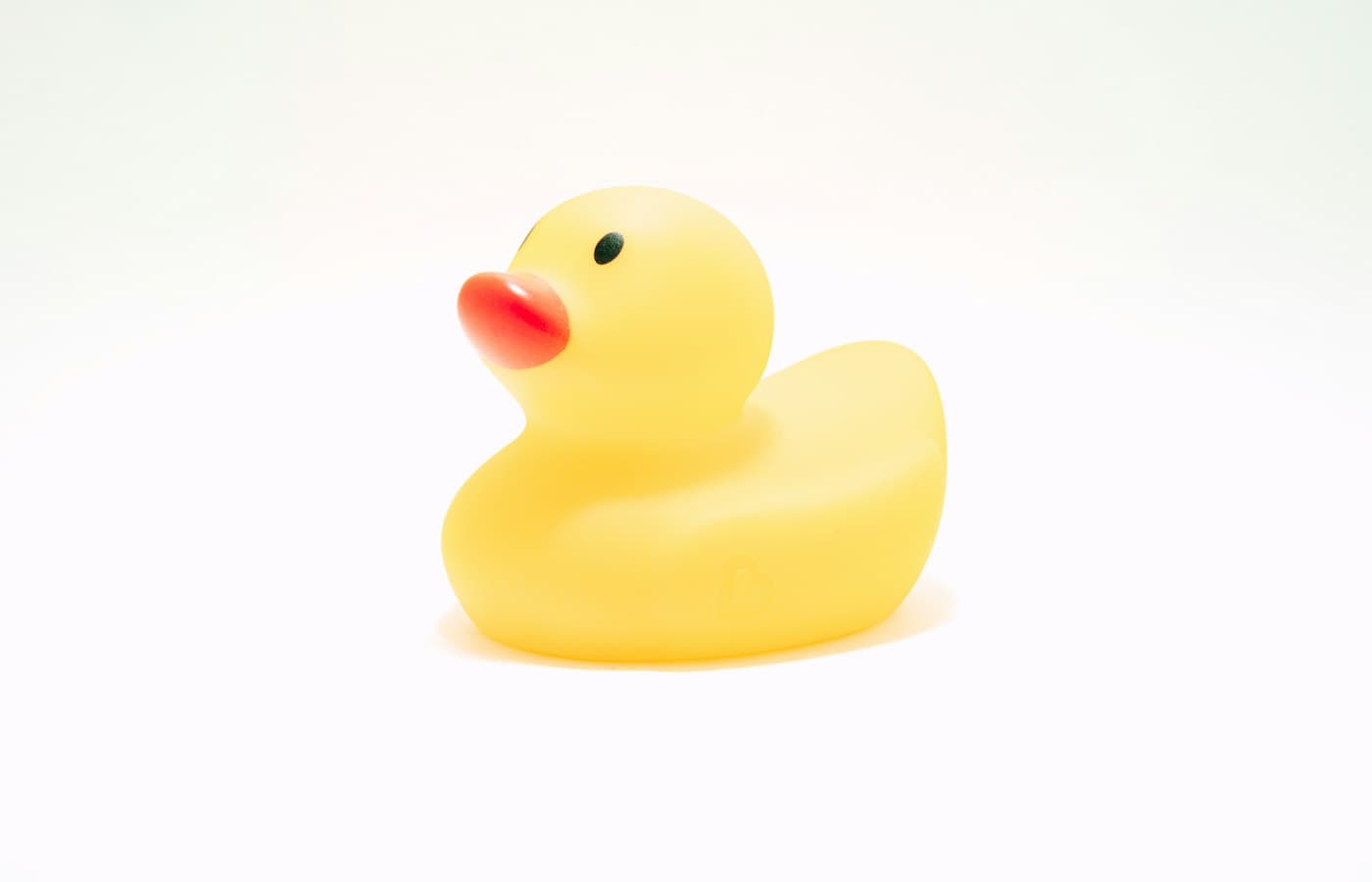Yellow rubber duck on white background