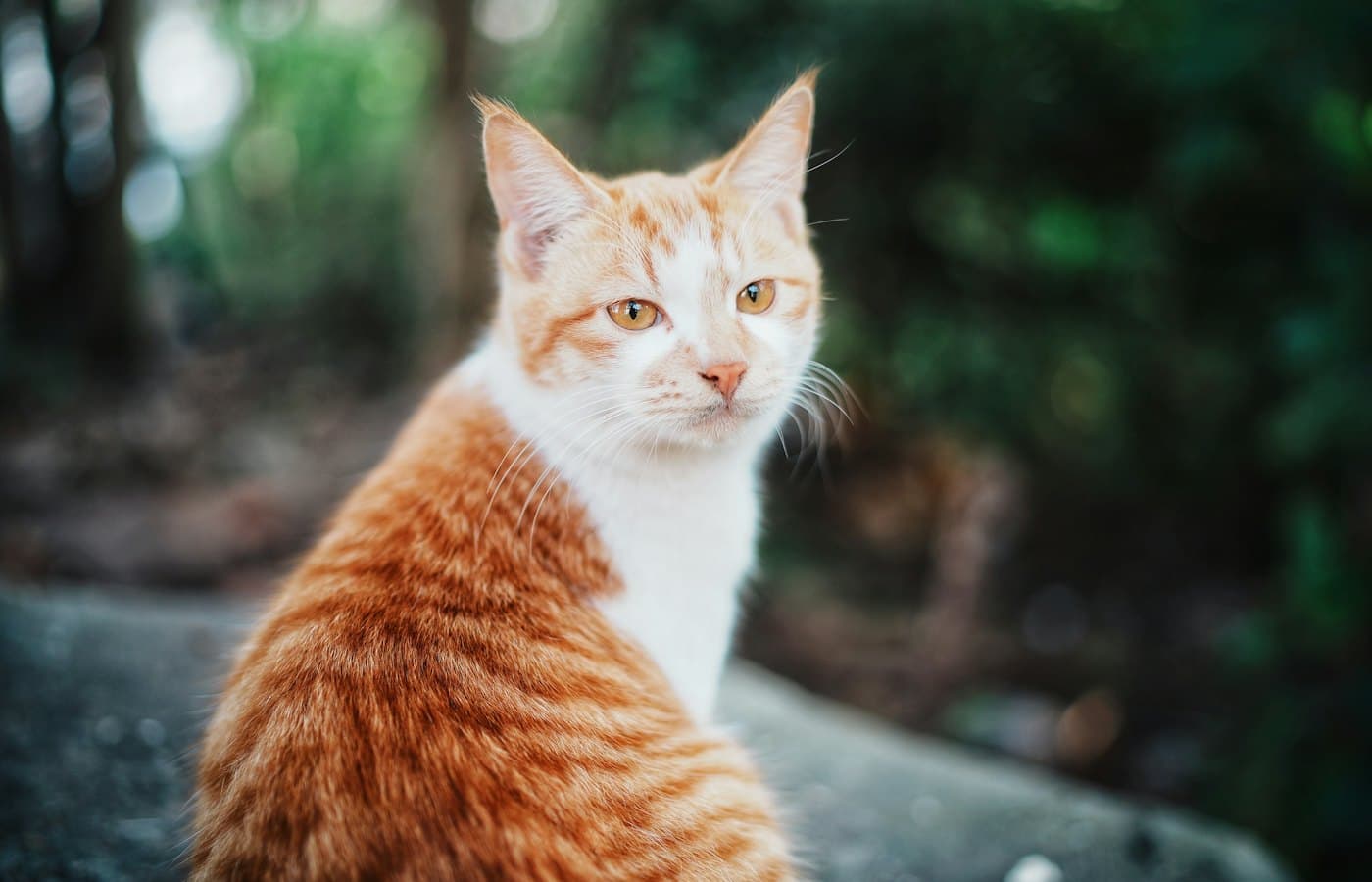 An orange and white cat sits outdoors