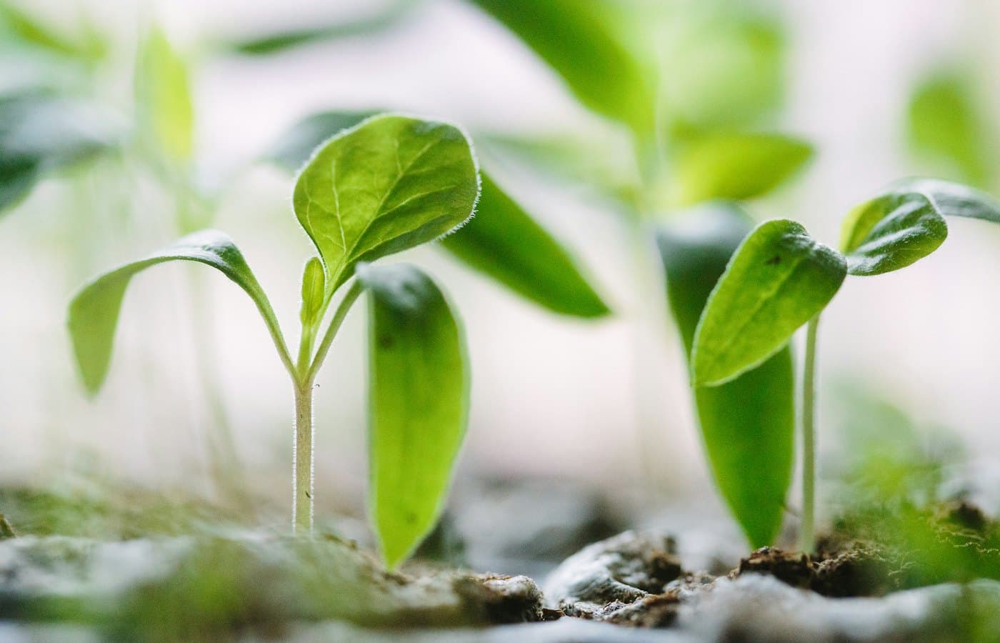 Green plants on soil