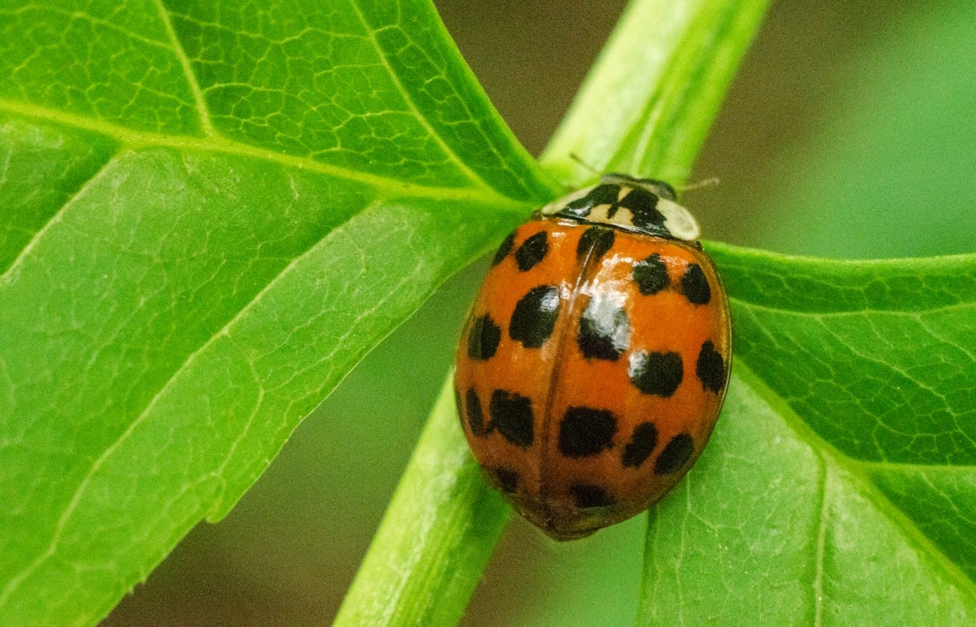 Orange and black ladybug on green leaf