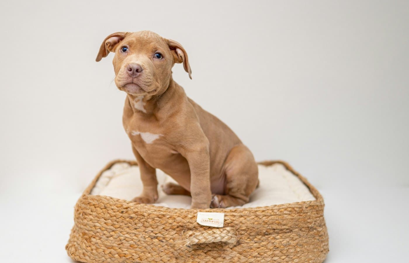 Brown short coated puppy on brown wicker basket