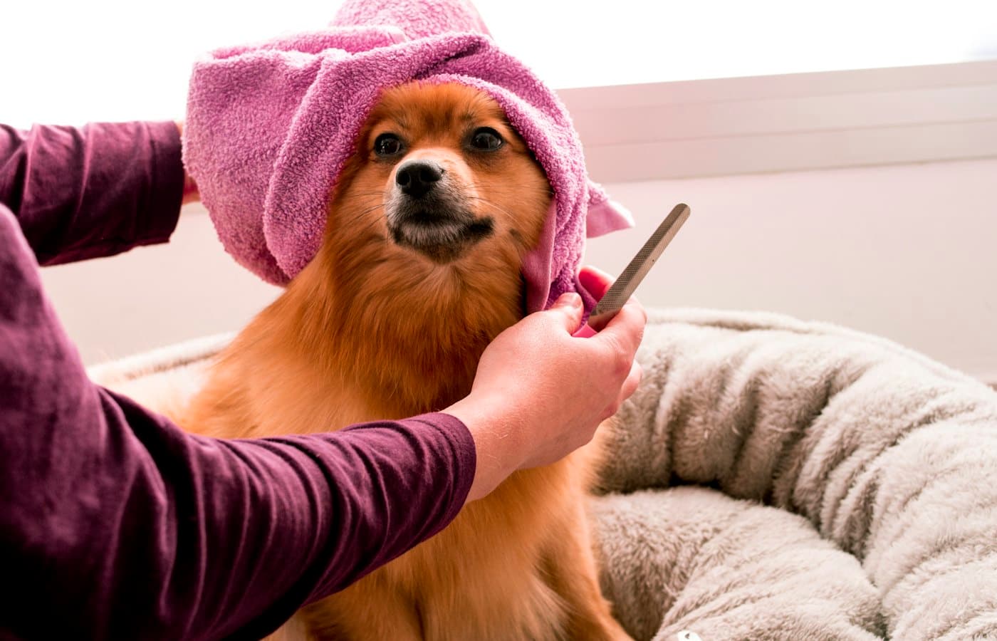 Brown pomeranian wearing pink towel