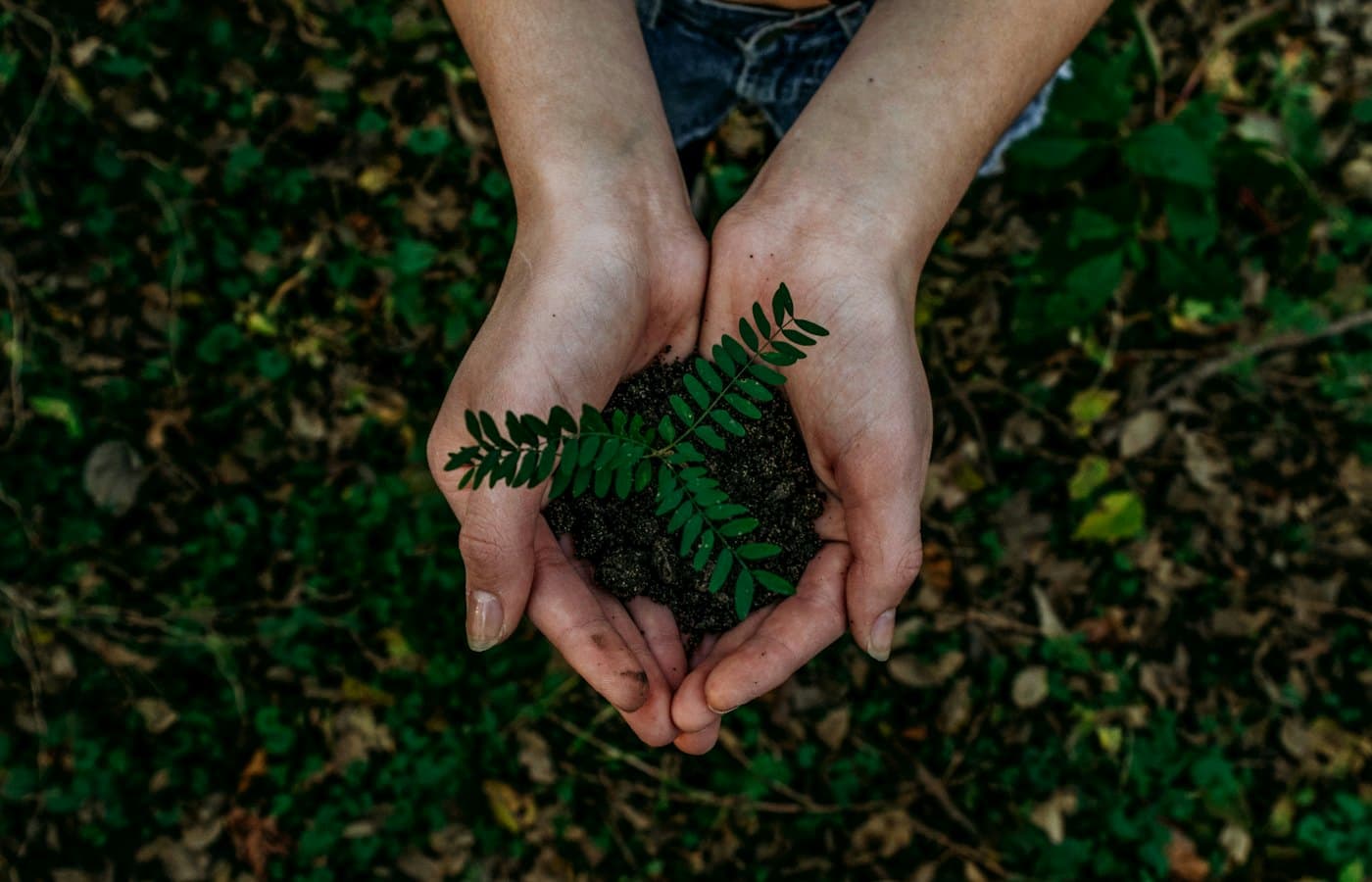 Hands holding small plant seedling in soil