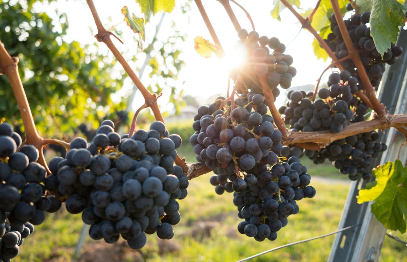 Dark purple grapes on vine