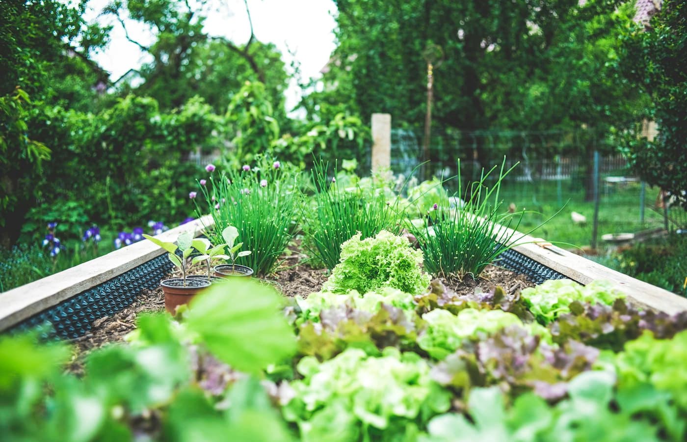 Lettuce and chives in garden bed