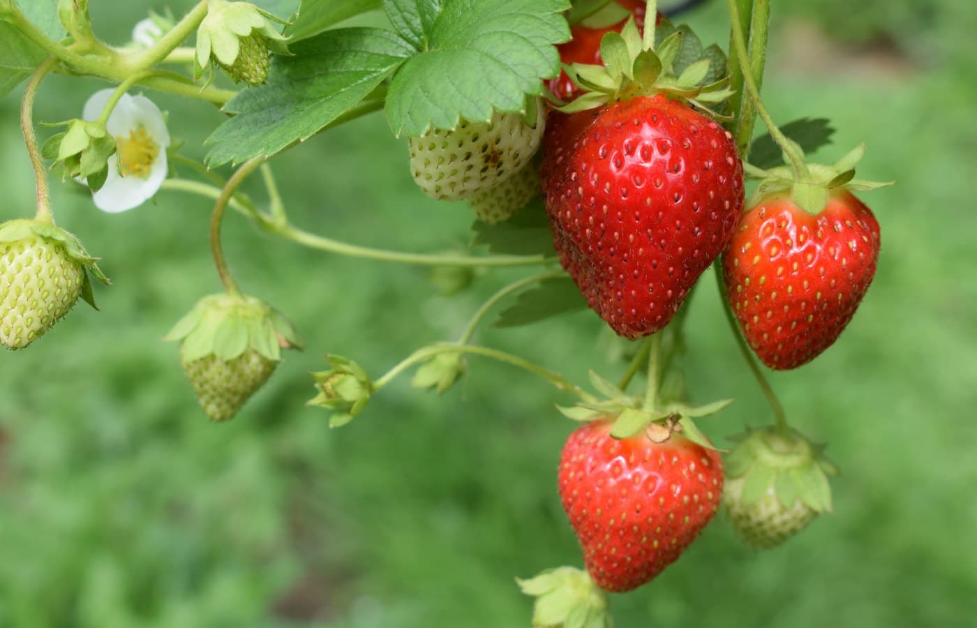 Red strawberries