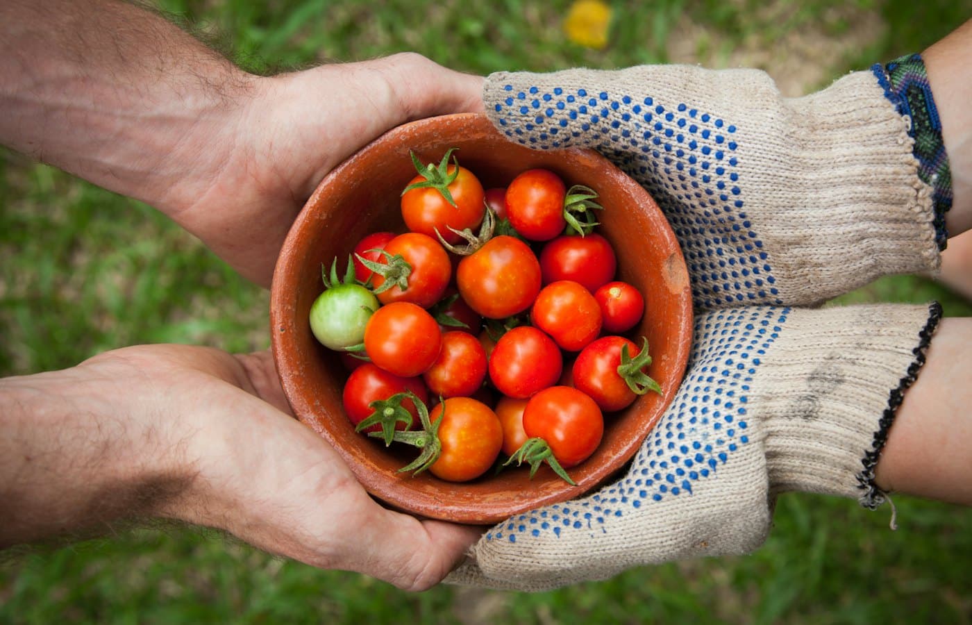 Bowl of tomatoes served on person hand