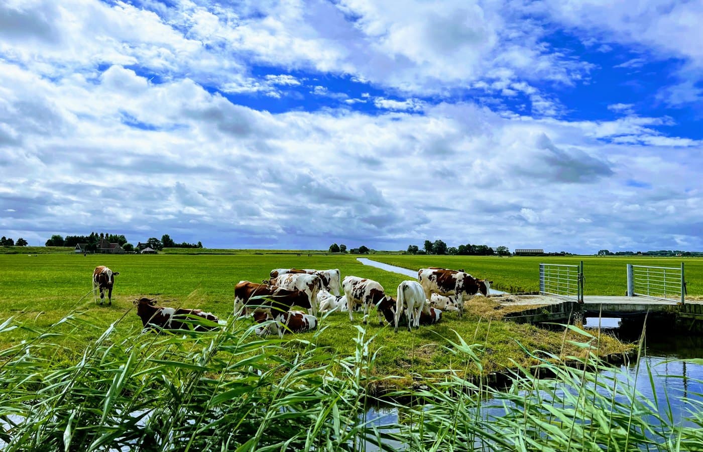 A herd of cows grazing in a field
