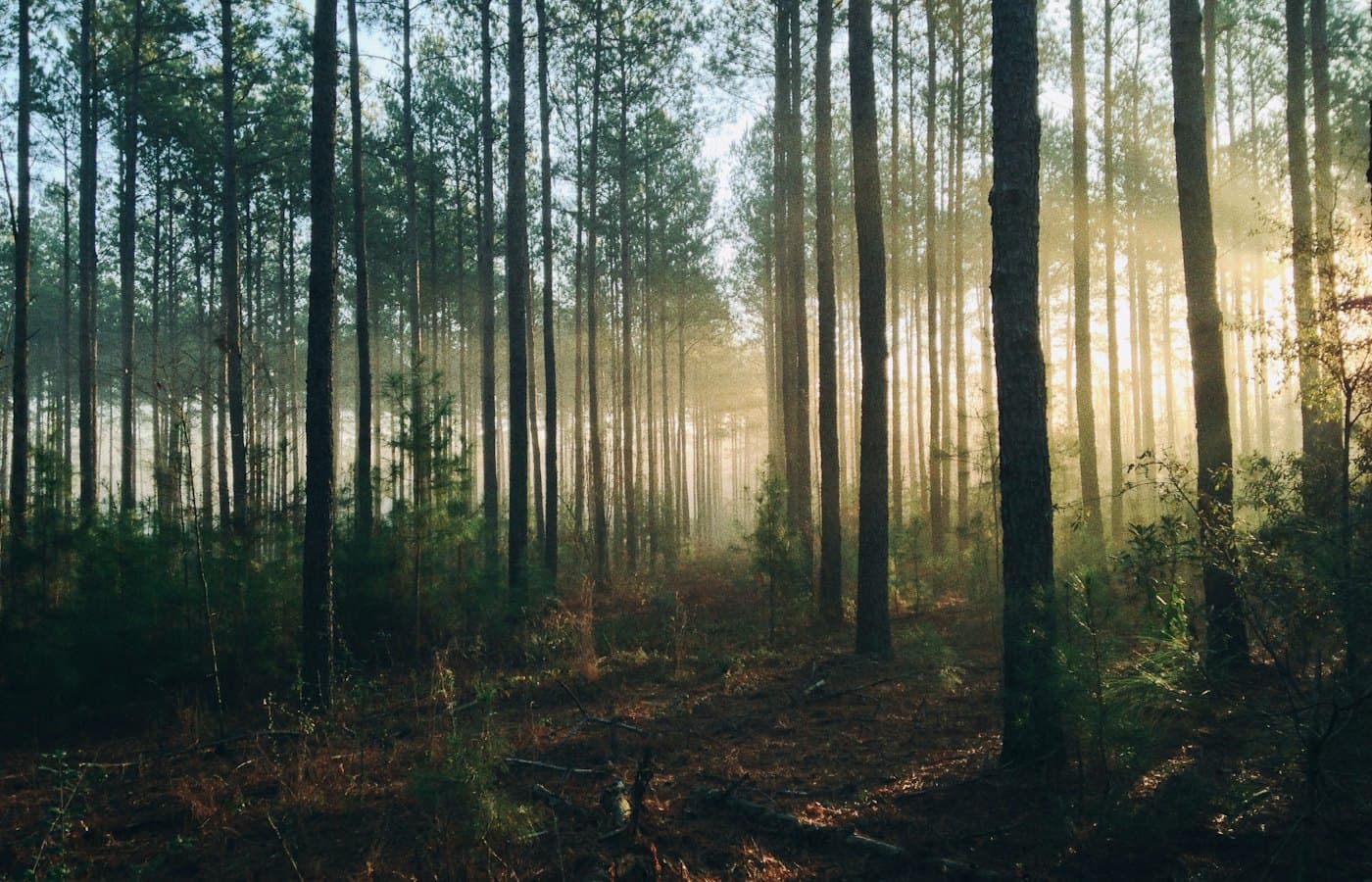 Photography of tall trees at daytime