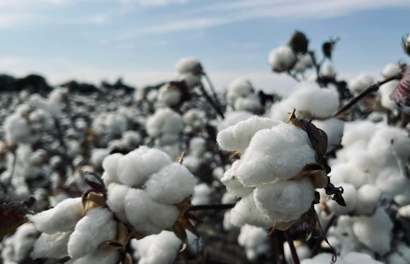 A field full of cotton plants covered in snow