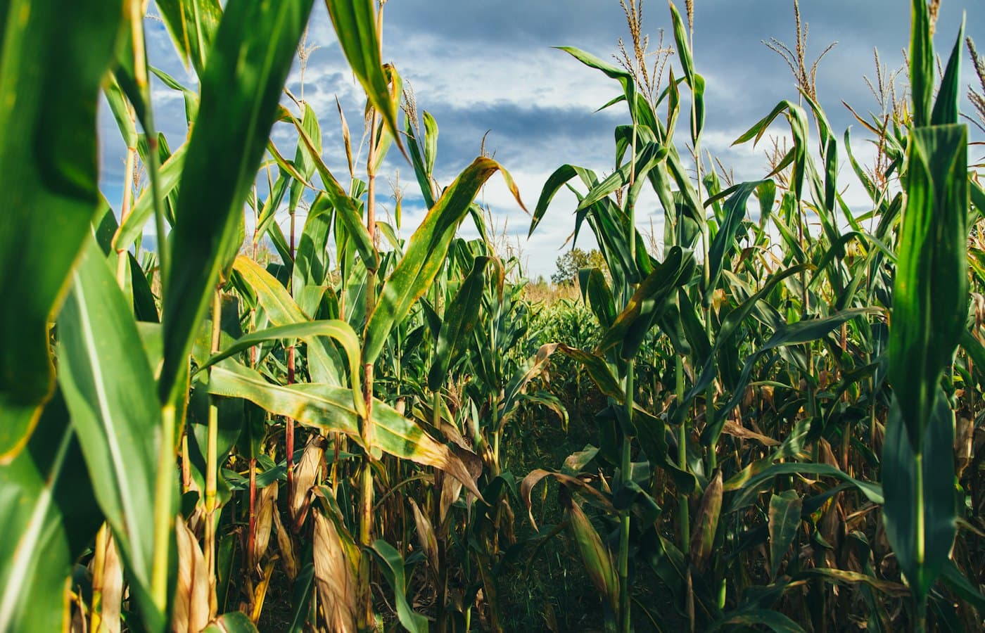 Corn field
