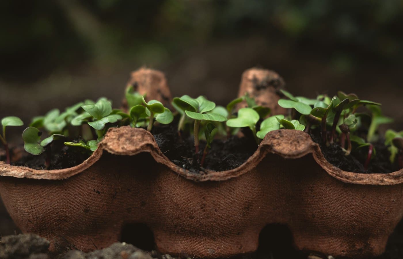 A close up of a plant in a bag
