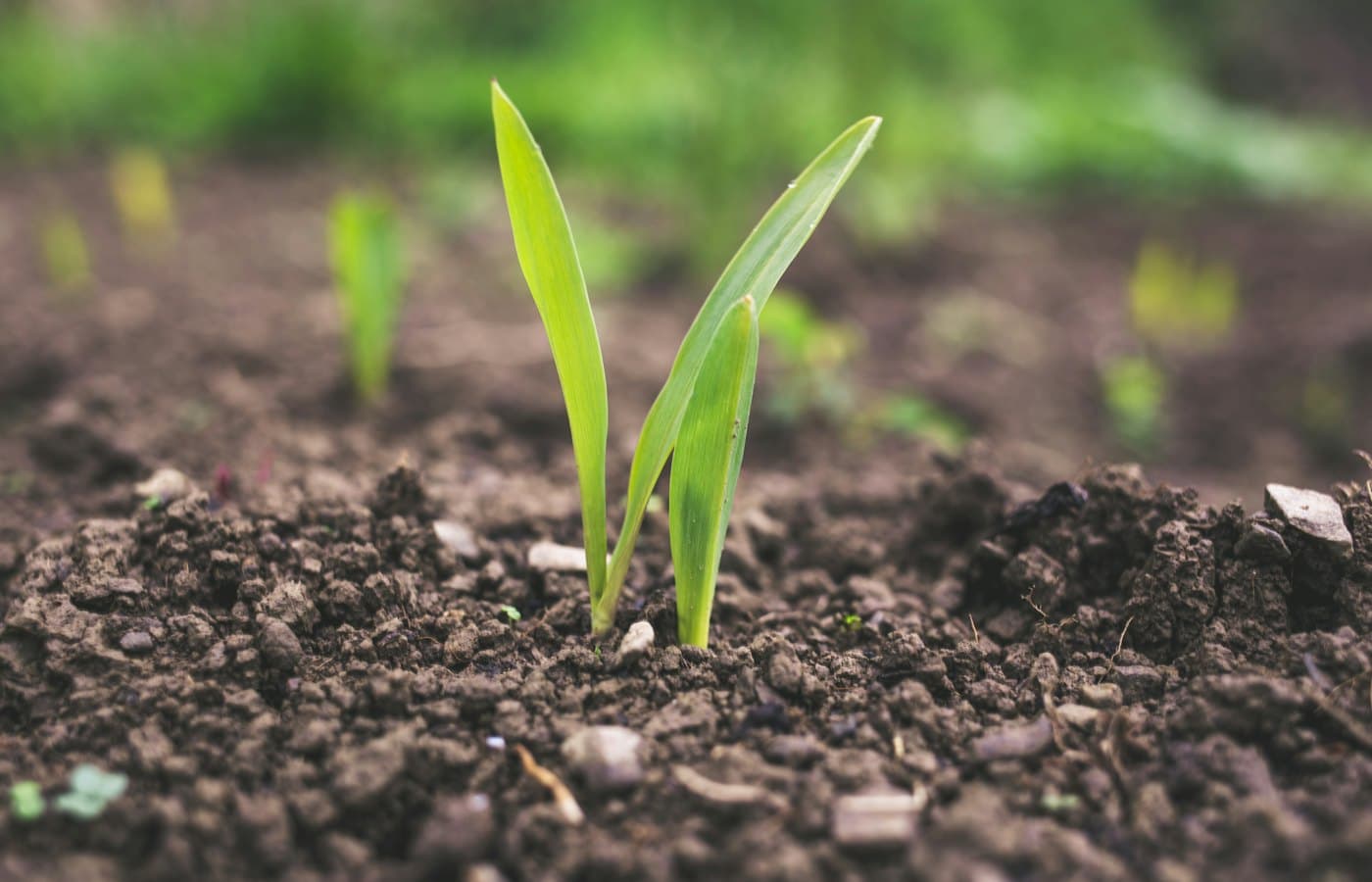Green plant sprouting at daytime