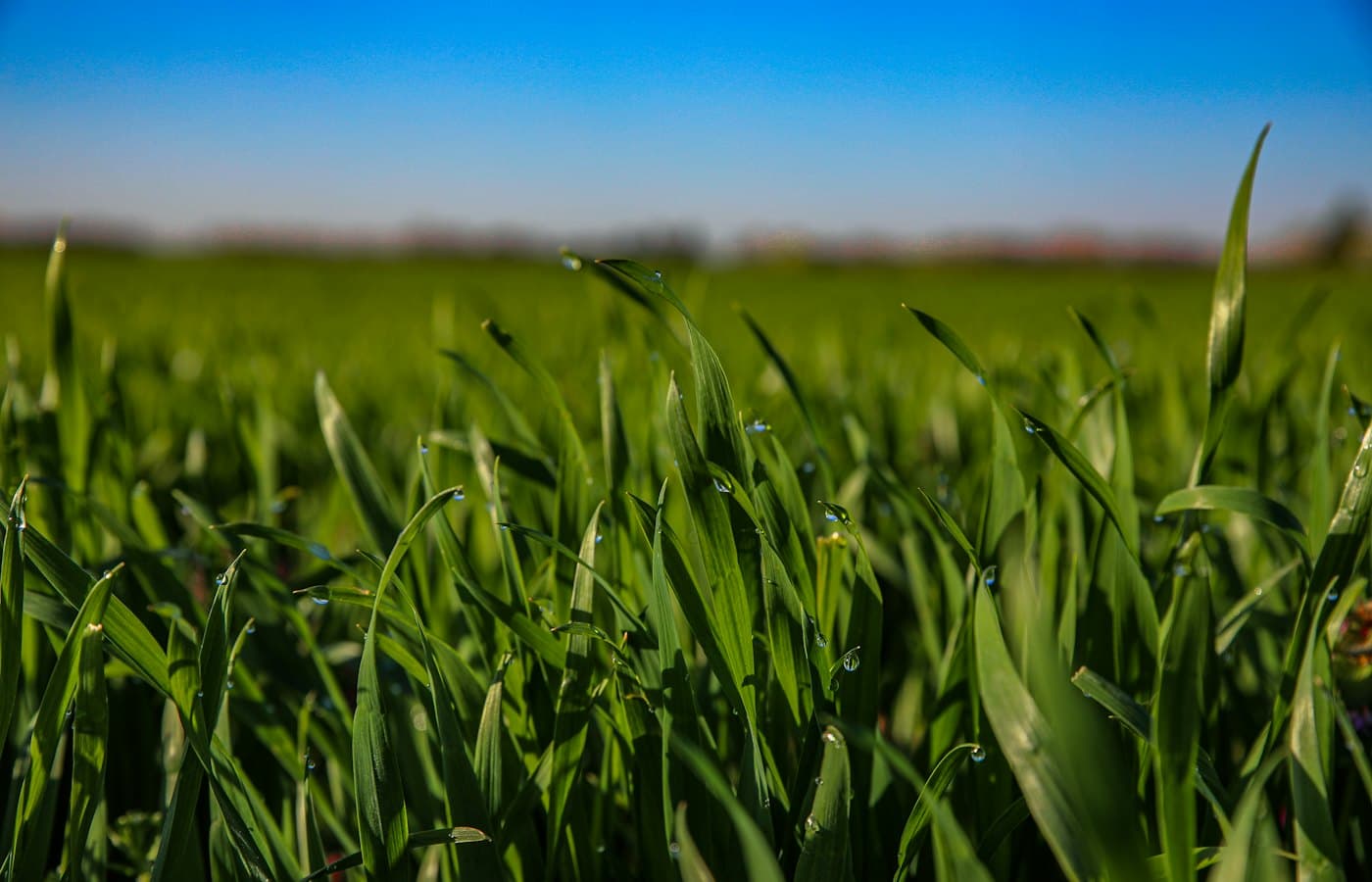 A field of green grass with a blue sky in the background
