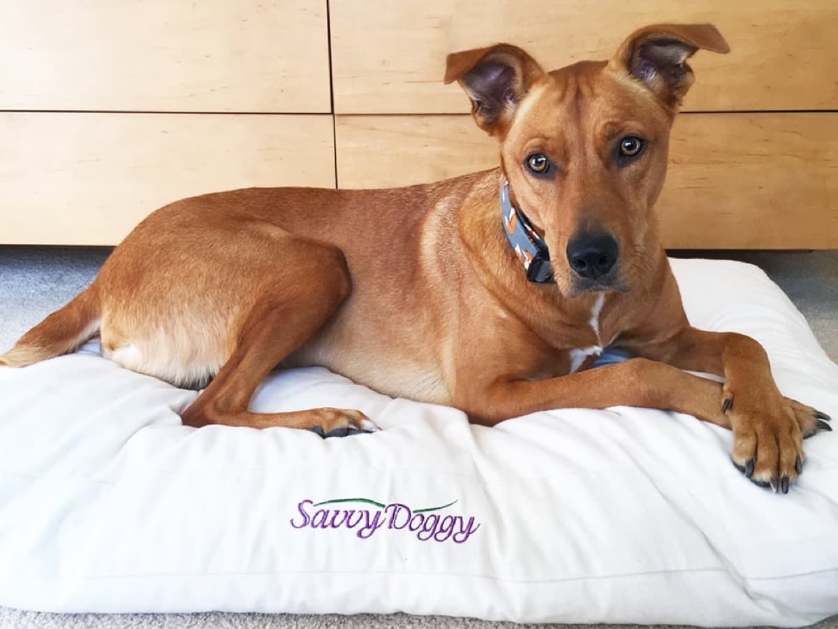 Savvy Rest The Savvy Doggy